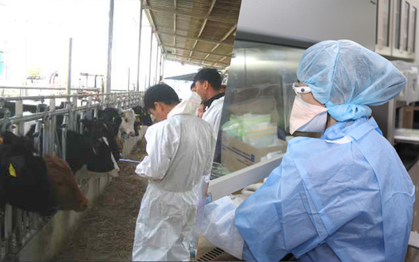 '구제역 파동'의 원인 중 하나가 위음성을 가려내지 못한 초기 진단에 있다는 게 전문가들의 지적이다. 그리고 코로나19 3차 유행에도 이같은 문제가 반복되고 있다. 