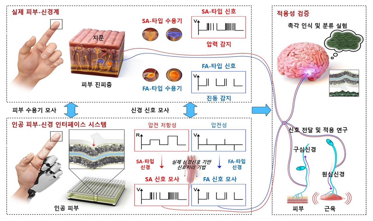 인간 피부-신경 모사형 인공 감각 인터페이스 시스템  개요(자료 제공: KAIST).