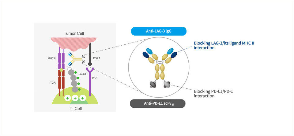 에이비엘바이오 PD-L1·LAG-3 이중항체 면역항암제 'ABL501' 이미지.