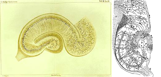 (좌) 골지의 해마(hippocampus). 축삭돌기들의 끝이 희미해지면서 그물처럼 얽혀져 보인다. (우) 까할의 해마. 축삭돌기들의 끝이 분명히 구분되어 보인다. 물리적으로 단절된 것을 보여준다. 위키백과 자료. 