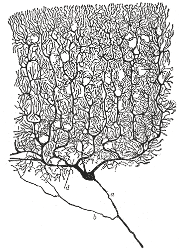 까할이 그린 소뇌의 푸리킨예 세포(Purkinje cell). 마치 예술 작품 같다. 까할 판 생명의 나무(Tree of Life)라 부르고 싶다. 위키백과 자료.