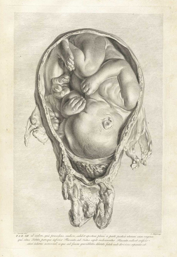 윌리엄 헌터의 저서 'Anatomia uteri umani gravidi'의 삽화. 위키백과 자료.