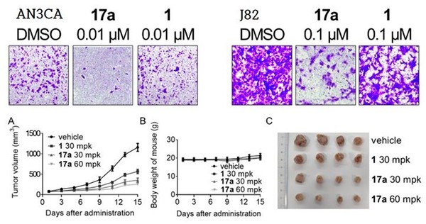 (Above figure) Metastatic ability of undifferentiated endometrial cancer cells (AN3CA) and bladder cancer cells (J82) to inhibit metastasis.  17a was found to inhibit the growth of metastatic undifferentiated endometrial cancer cells and multiple myeloma cells harboring FGFR mutants 1.8 to 14 times higher than that of conventional inhibitors.  (Figure below) Bioefficacy of 17a using FGFR3-V555M-Ba/F3 implanted mouse model.  The mouse model administered with 17a showed a better result than the result of administration of infigratinib (51%) with 69.5% inhibition of mass growth. (Data provided by Severance)