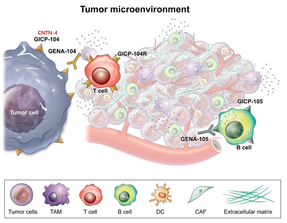 지놈앤컴퍼니 신규타깃 'CNTN-4'와 신규타깃 면역항암제 'GENA-104' 설명 도면. 