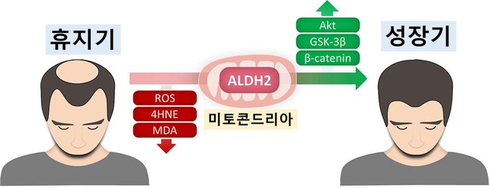 국내 연구진이 ALDH2를 활성화해 탈모증을 치료하는 새로운 방법을 제시했다(사진 제공: 서울대병원).