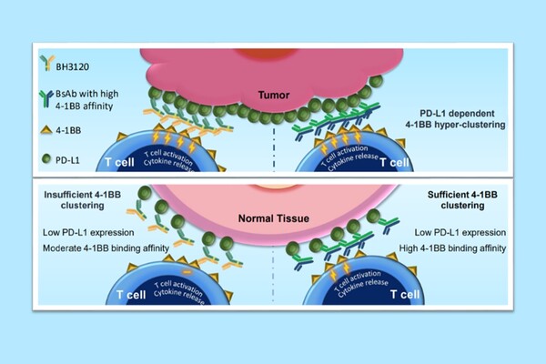 북경한미약품이 미국암연구학회(AACR 2023)에서 발표한 BH3120의 작용 기전 (사진제공: 한미약품)