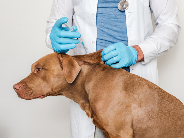 국내 제약사들이 앞다퉈 반려동물의약품 개발에 나서고 있다.(사진 출처: 게티이미지).