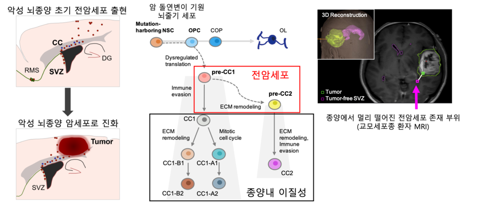 교모세포종 진화와 재발, 종양 내 이질성 형성에 핵심적인 역할 과정을 보여주는 모식도(사진제공: KAIST).