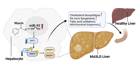 miR-93이 대사이상 지방간(MASLD)을 유발하는 발병기전과 니아신(Niacin) 기반 치료 효과(사진 제공 : UNIST).