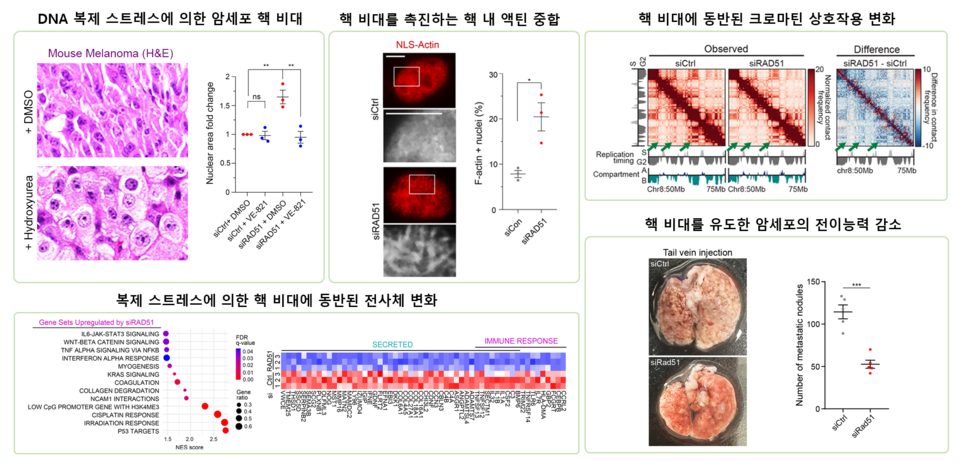 암세포 핵 비대현상이 유도되는 기전과 세포 생리에 미치는 영향(사진제공: KAIST).