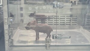 형질전환 돼지부터 국산 백신까지... 옵티팜, 신사업 본격화 - 뉴스 썸네일 이미지